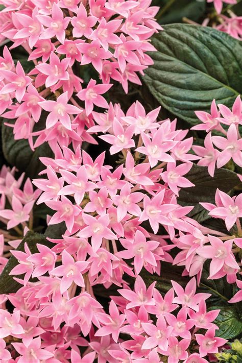 Sunstar™ Pink - Egyptian Star Flower - Pentas lanceolata | Proven Winners