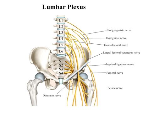 Lumbosacral Plexus MRI Protocols and Planning | Indications for MRI ...