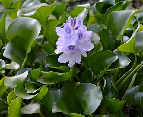 Amazon.com : Water Hyacinth Floating Pond Plant - Pond Flower - Koi ...