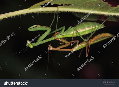 Praying Mantis Pair Mating Stock Photo 133562348 : Shutterstock