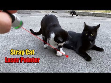 Funny cat playing laser pointer : r/funnycat