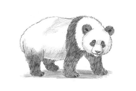 Pin on Nápady | Panda drawing, Panda sketch, Cartoon drawings of animals