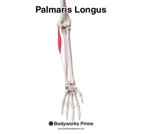 Palmaris Longus Muscle Anatomy - Bodyworks Prime