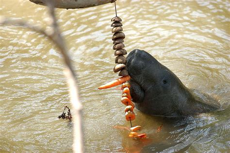 Peixe-boi, nova espécie descoberta em Rondônia - Mar Sem Fim