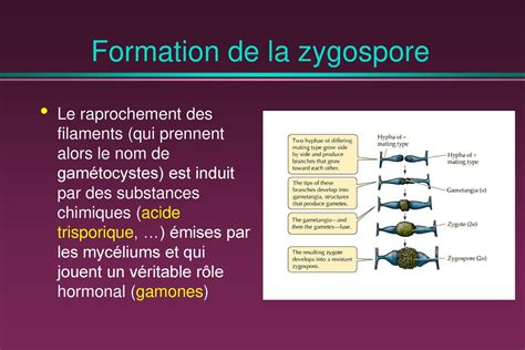 Champignons inférieurs : les Zygomycètes - ppt télécharger