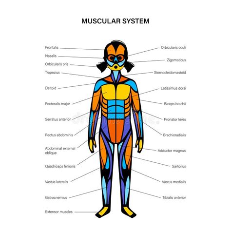 Muscular System Poster Stock Illustrations – 438 Muscular System Poster ...