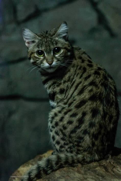 Black-footed Cats - Cincinnati Zoo & Botanical Garden®