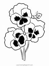 Colorful Pansy Flower Coloring Page For Kids  Free Printable sketch template