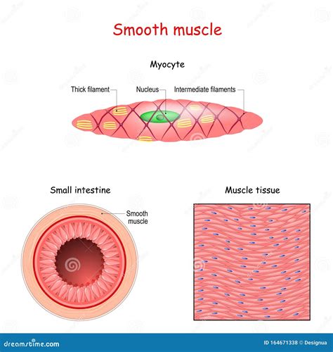 Smooth Muscle Tissue Structure