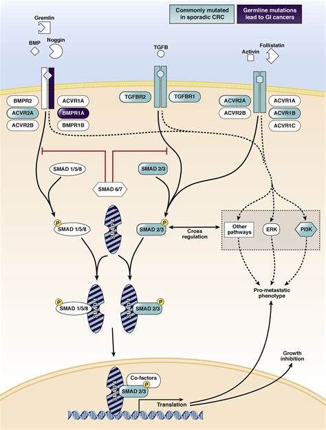 How Does Transforming Growth Factor beta Suppress Colorectal Tumor Development? | AGA Journals Blog