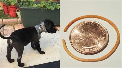 Puppy rescued, recovering from quarter-sized rubber band around neck | Puppies, Animals, Pet ...