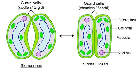 Guard Cell Diagram - CBSE Class Notes Online - Classnotes123