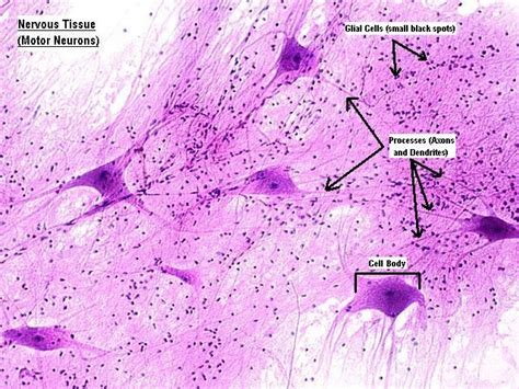 nervous tissue-motor neurons | Basic anatomy and physiology, Neurons ...