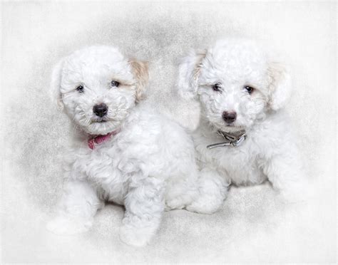 Bichon Maltipoo Puppy Dogs Photograph by Robert Jensen - Fine Art America