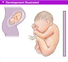 Third Trimester of Fetal Development