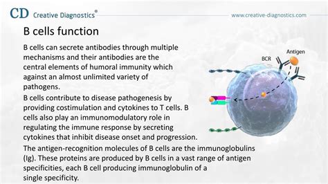 PPT - B Cell Differentiation PowerPoint Presentation, free download ...