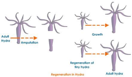 Asexual Reproduction - Steps by Steps