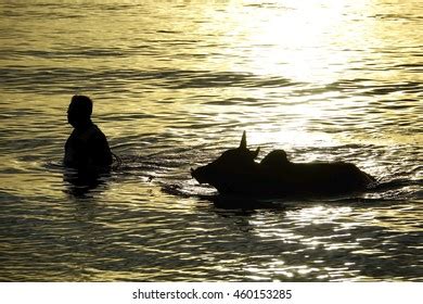 258 Carabao Silhouette Royalty-Free Photos and Stock Images | Shutterstock