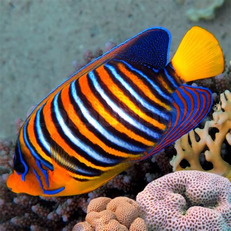 Regal angelfish (pygoplites diacanthus), Red Sea, Egypt | Stock image | Colourbox