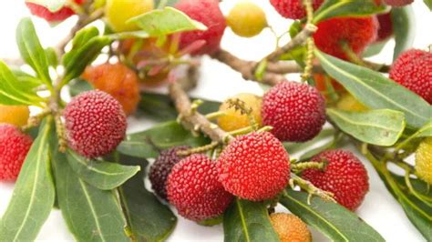 Bayberry Health Benefits And Precautions | Stethostalk