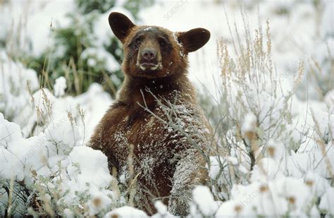 Black bear cub - Stock Image - C014/3896 - Science Photo Library