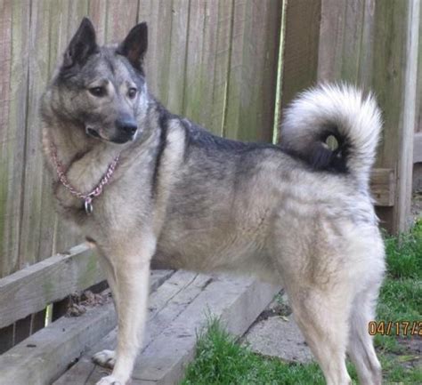 This resembles Duke, my beautiful Norwegian Elkhound mix who shared our ...