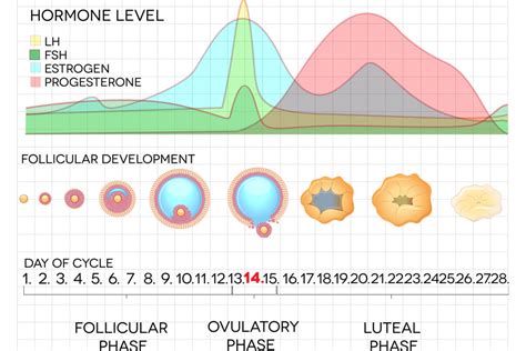 Normal Follicle Stimulating Hormone (FSH) Level to Get Pregnant - Being The Parent