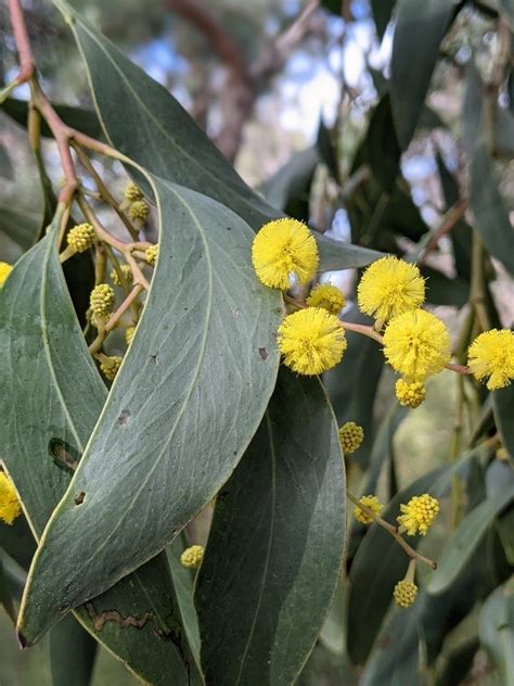 Know Your Park Lands Plants: Golden Wattle — Adelaide Park Lands Association