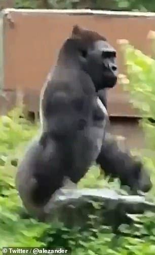 √ダウンロード i love you baby gorilla meme 252153-I love you baby gorilla meme - Pixtabestpictxisw