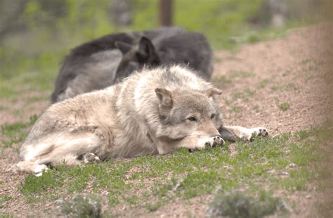 Wolves reintroduction to be voted on in Colorado | PIX11