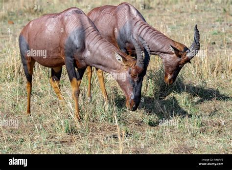 Topi (Damaliscus lunatus jimela) in Masai Mara National Reserve in Kenya. Conservation status is ...