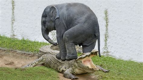 Crocodile Try To Attack Elephant Trunks Only To Receive A Bitter Ending -Elephant vs Lion ...