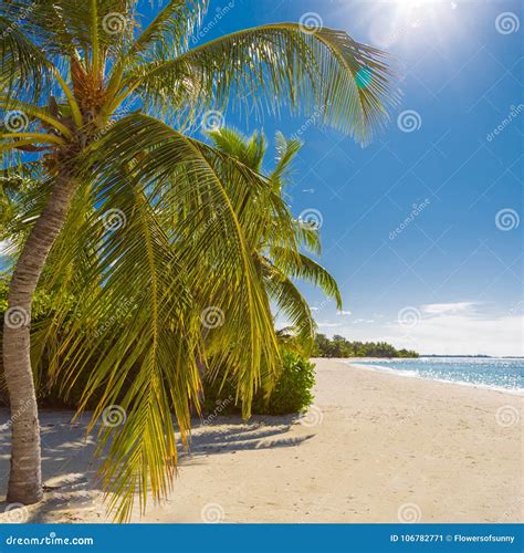 Tranquil Beach Scene. Exotic Tropical Beach Landscape for Background or Wallpaper. Design of ...