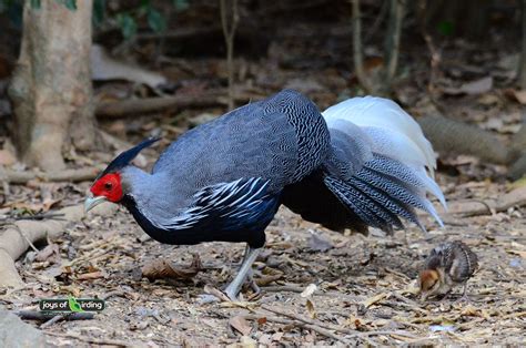 Kalij Pheasant – Joys of Birding