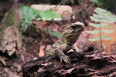 Things you did not know about NZ Wildlife - Tuatara | Ariki New Zealand ...