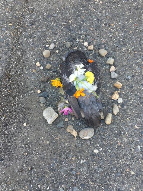 Someone made a little memorial for this dead pigeon - Meme Guy