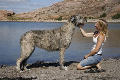 Irish Wolfhound Info, Temperament, Puppies, Pictures, Lifespan