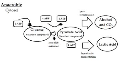 Anaerobic respiration - CreationWiki, the encyclopedia of creation science