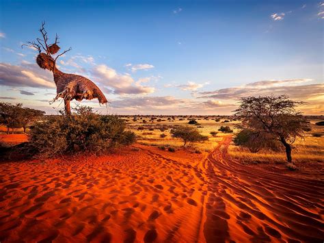 Animals Of The Kalahari Desert - WorldAtlas