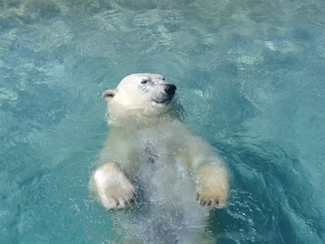 Polar Bear Swimming Images 08049 - Baltana