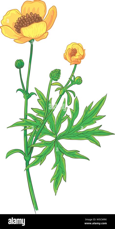 Buttercup ranunculus flower Cut Out Stock Images & Pictures - Alamy