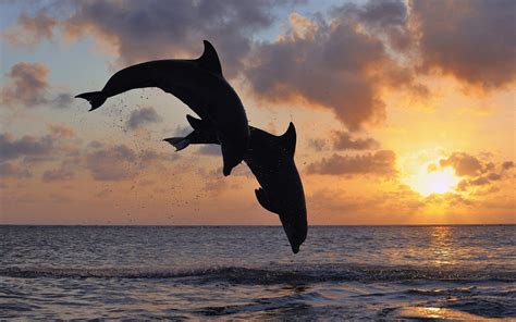 Fond d'écran : animaux, le coucher du soleil, mer, dauphin, océan, 1680x1050 px, mammifère marin ...