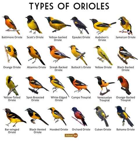 Oriole (New World) Facts, Types, Diet, Reproduction, Classification, Pictures