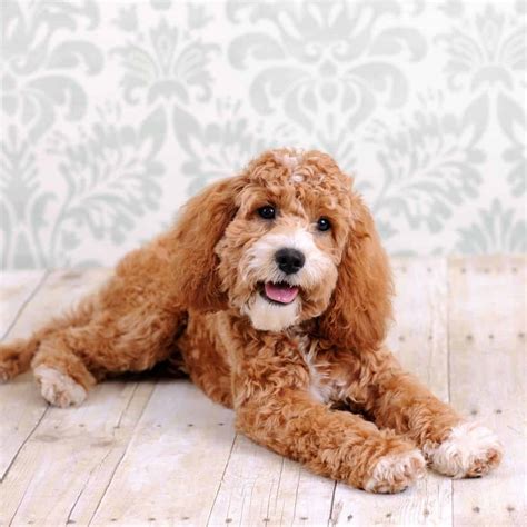 13 Cockapoo Coat Colors + Pictures - Doggie HQ