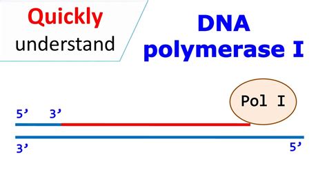 Dna Primase And Dna Polymerase