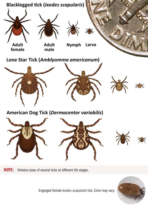 Types Of Tick Bites