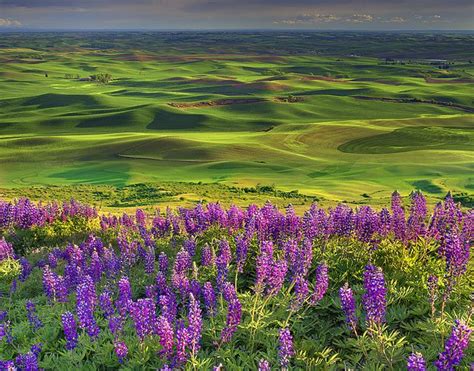 Lupine Spring In The Palouse. The Palouse is a region of the ...