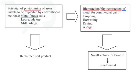 Integrated process for bioharvesting of metals by phytomining. | Download Scientific Diagram