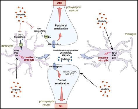 Opioid-induced hyperalgesia: Cellular and molecular mechanisms - Neuroscience