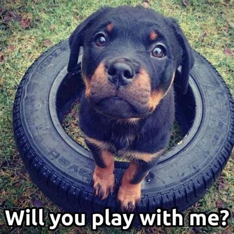 10 Best Rottweiler Memes of All Time